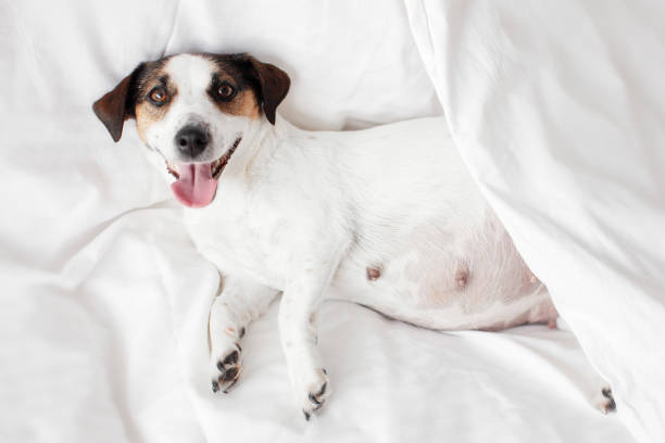 istock Pragnant Dog relaxing on sofa 2174817965