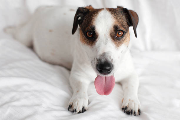 Portrait of jack Russell Dog with big belly, Pet lying on couch indoors