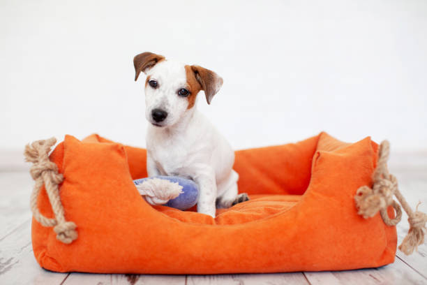 istock Puppy Dog Sitting in Pet Bed 2174817992