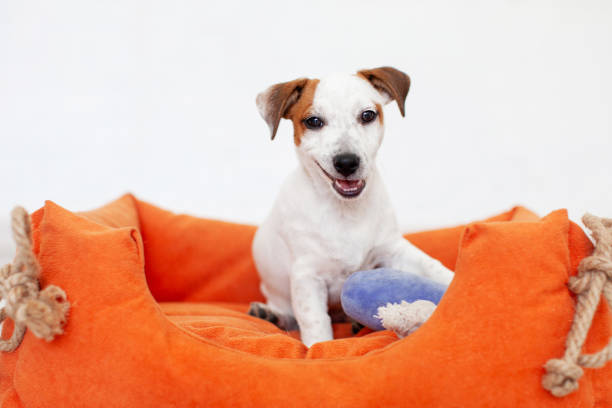 istock Puppy Dog Sitting in Pet Bed 2174817995