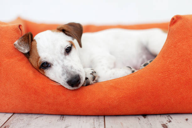 istock Puppy Dog Sitting in Pet Bed 2174818003