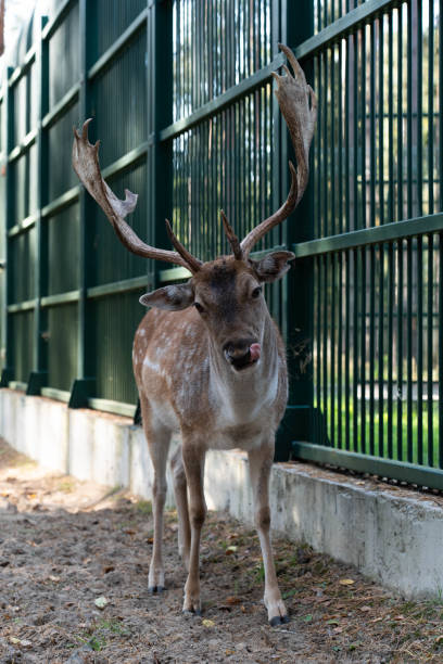istock A young deer in a green pen 2174819852