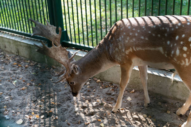 A young deer quietly feeds on vibrant green grass within the large, secure pen of the wildlife park. The animal is surrounded by lush vegetation and protected by sturdy fencing. Sunlight gently shines through the trees, enhancing the calm natural atmosphere and highlighting the park's dedication to wildlife conservation and animal care.