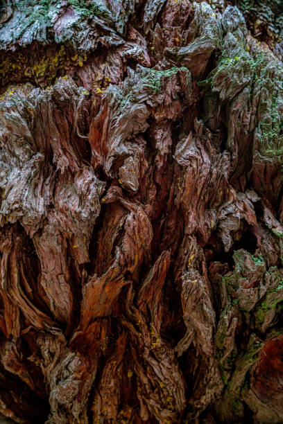 Lichen moss on the trunk bark of Sequoia. Redwood Bark Abstract. Bark of a giant sequoia, Sequoia sempervirens, with some green moss on it - texture or background