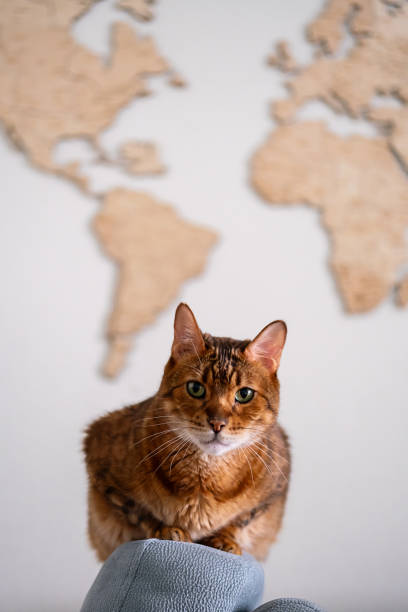 istock Cat sitting on a chair with world map background. 2174829106