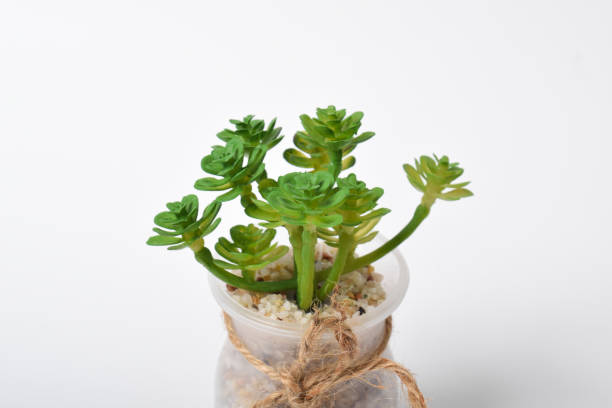 istock Small artificial plant with green leaves in transparent pot 2174830572