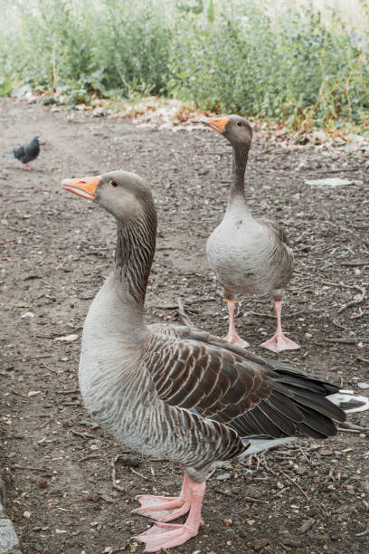 istock Goose in the park with grass in the background 2174832830