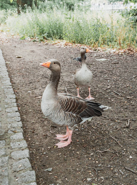 istock Goose in the park with grass in the background 2174832834