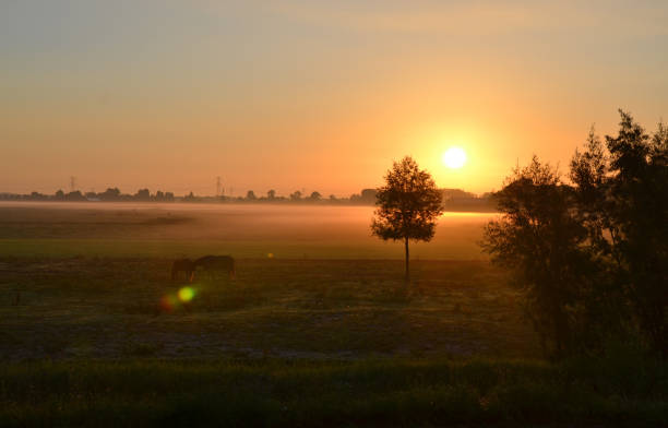 Capturing the perfect harmony of nature, this stunning photograph showcases a peaceful sunrise over an open field, where horses graze in the early morning mist. The golden sunlight bathes the landscape, creating a serene atmosphere filled with calm and tranquility. With its warm tones and idyllic countryside scene, this photo evokes a sense of stillness and quiet beauty, making it an ideal addition to any space seeking a touch of nature's simplicity and grace. Perfect for those who appreciate landscapes that inspire peace and relaxation.