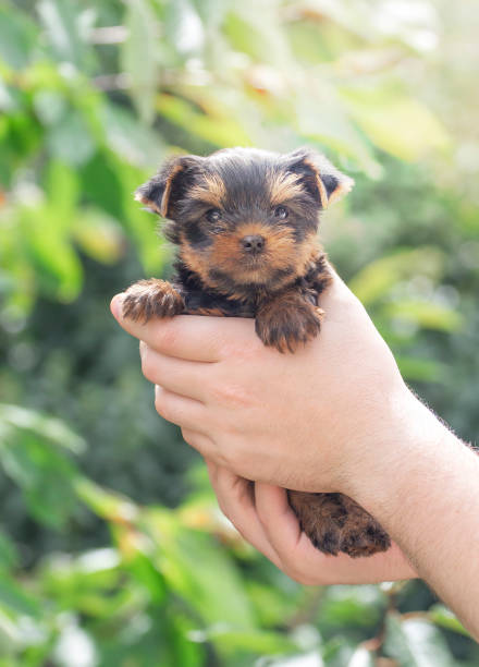 istock One and half month old yorkshire terrier puppy in hands 2174837517
