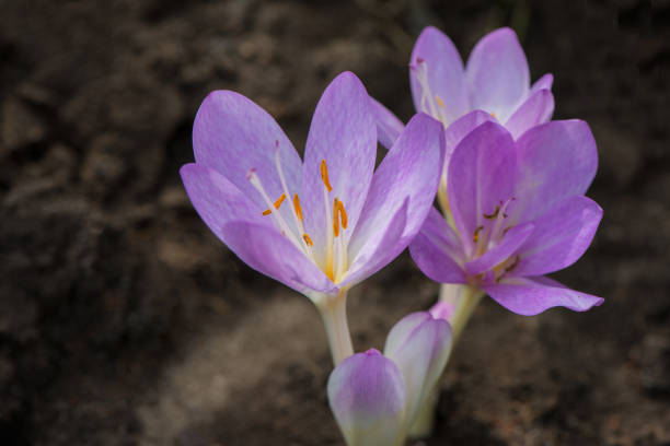 White-violet decorative crocus flowers in the garden. Natural background