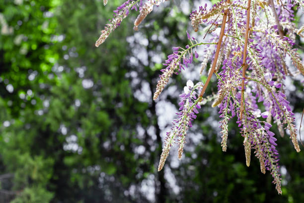 blooming wisteria in spring in the garden