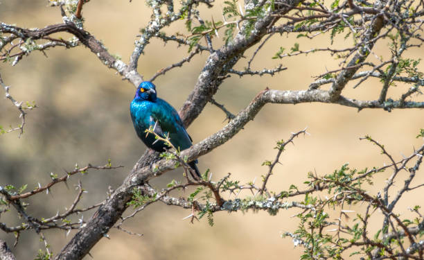 istock Cape Glossy Starling in a South African Game Reserve. 2174839781