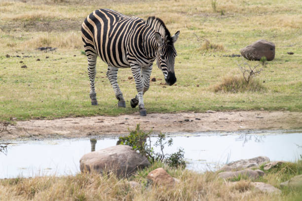 Burchell's zebra (Equus quagga burchellii) in a South African Game Reserve, walking towards a watering hole.