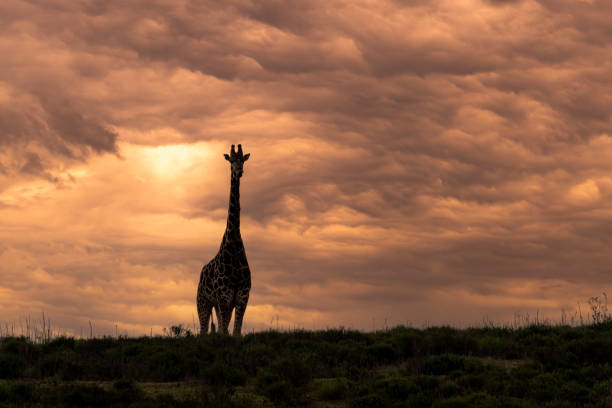 Reticulated Giraffe in a South African Game Reserve, silhouetted against a sunset sky.