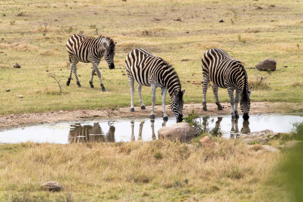 Burchell's zebra (Equus quagga burchellii) in a South African Game Reserve, at a watering hole.