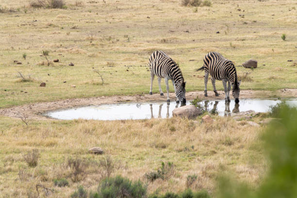 Zebra drink from a waterhole in Southern Africa