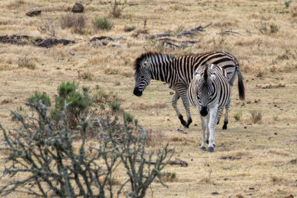 Burchell's zebra (Equus quagga burchellii) in a South African Game Reserve, walking towards a watering hole.