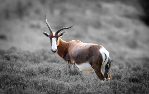 istock Blesbok in a South African Game Reserve. 2174840575