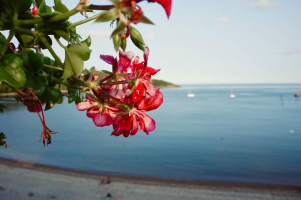 Pink flowers during summer in Canada. Saint river in the background