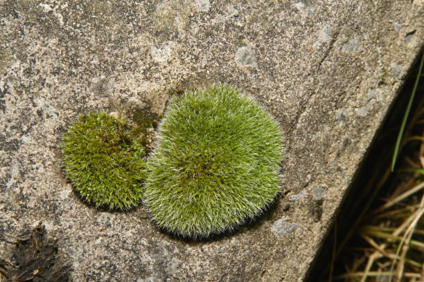 istock Silvergreen bryum moss, Bryum argenteum. 2174843970