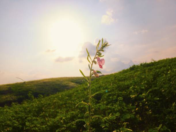Undirkani, Centranthera indica, Scrophulariaceae flower