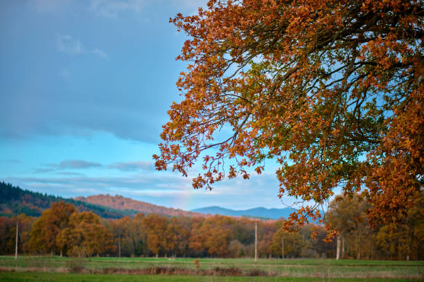 A vibrant autumn tree branch with orange and red leaves stretches over a scenic rural landscape, with fields, distant hills, and colorful foliage. Bitoriano, Alava, Basque Country, Spain.