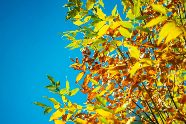 Autumn yellow leaves against a blue sky.