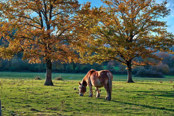 istock Horse grazing in an autumn field under oak trees 2174850540