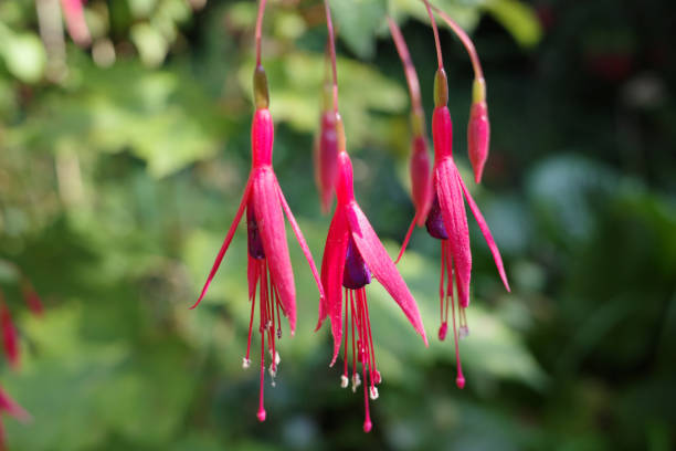 fuchsia flowers in the garden, hanging in a basket