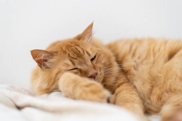 istock Cute cat relaxing in the room 2174854420