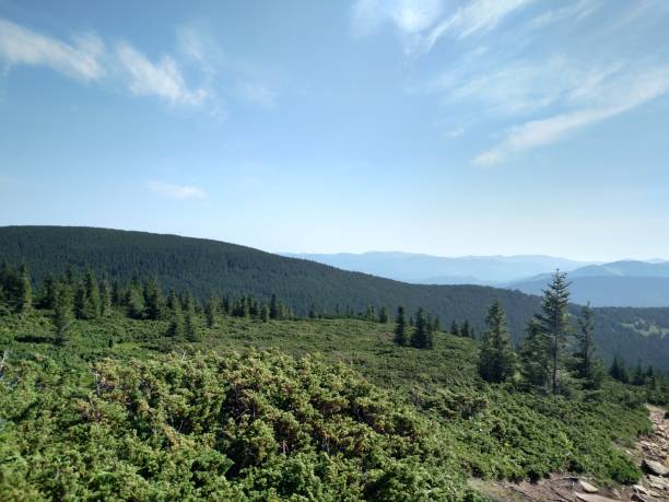 istock Junipers plants of Christmas trees growing on a mountain look at an angle horizontal 2174857914