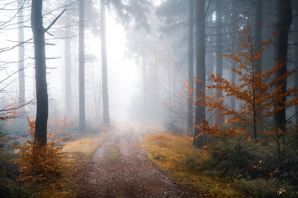 istock Misty forest trail with autumn foliage 2174862194