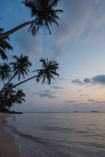 A serene beach is gently illuminated by the fading twilight, with swaying palm trees framing the edge of the water. Soft waves lap at the sandy shore, creating a peaceful atmosphere.