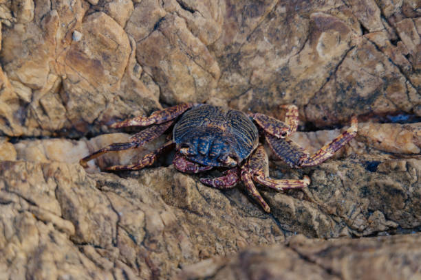 A crab calmly rests on a rugged rock surface during low tide, basking in the sun against a backdrop of the coastal landscape, showcasing its unique features and natural habitat.