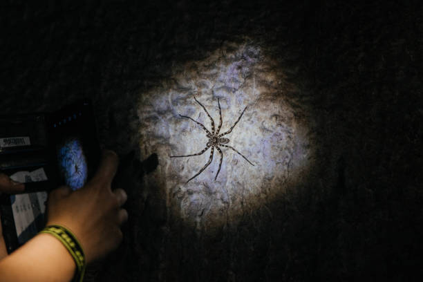 A photo of a jumping spider building a pouch-like nest in a curtain.
