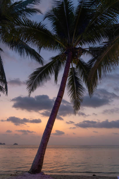 The sky transforms into vibrant hues as the sun sets over a serene ocean, with silhouetted palm trees framing the tranquil beach during the evening