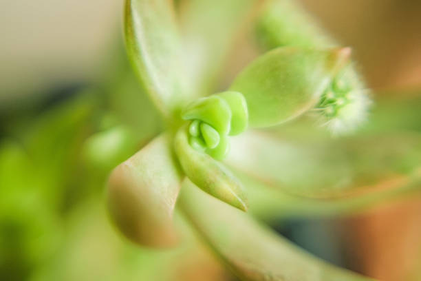 Thick-Stemmed Cactus in Focus: A Burst of Natures Green