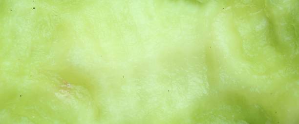 istock melon fruit texture close up. young green melon fruit 2174867626