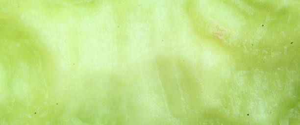 istock melon fruit texture close up. young green melon fruit 2174867644