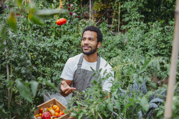 istock Joyful Gardener Harvesting Tomatoes in Organic Garden 2174874956