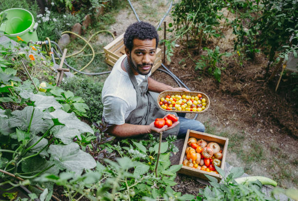 istock Gardener with Fresh Harvest in Urban Garden 2174874962