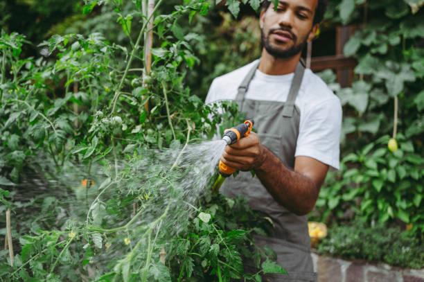 A diligent mixed-race man in a light apron nurtures his thriving garden, expertly watering plants with precision.