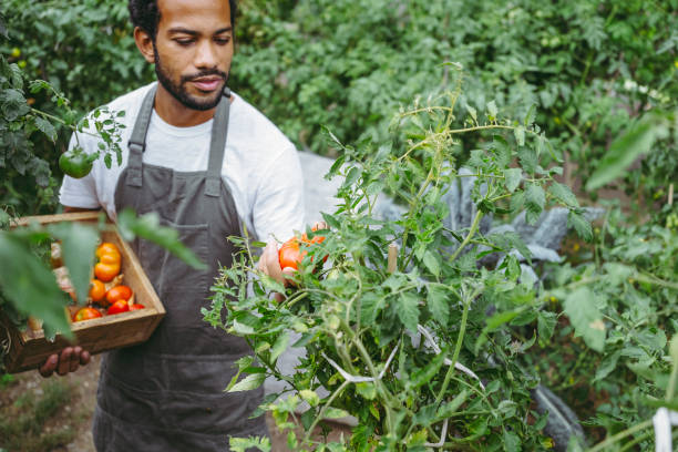 istock Joyful Gardener Harvesting Tomatoes in Organic Garden 2174874975