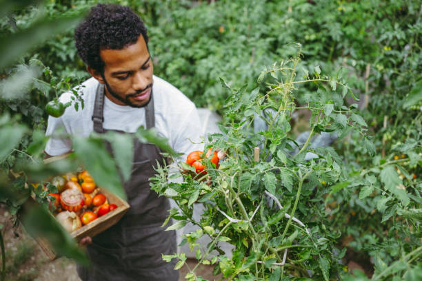 istock Joyful Gardener Harvests Tomatoes in Organic Garden 2174874984