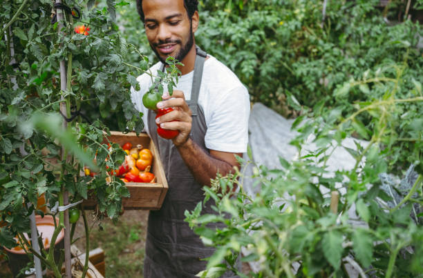 istock Joyful Gardener Harvesting Fresh Tomatoes in Organic Garden 2174874986