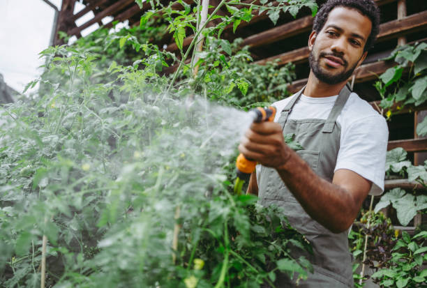 istock Gardener Nurturing Organic Plants with Care 2174874992