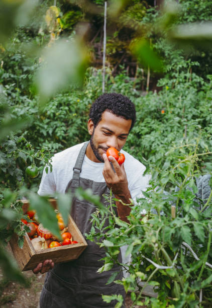 A content male gardener of mixed ethnicity delights in picking ripe tomatoes, wearing casual work attire in a green, lush garden.
