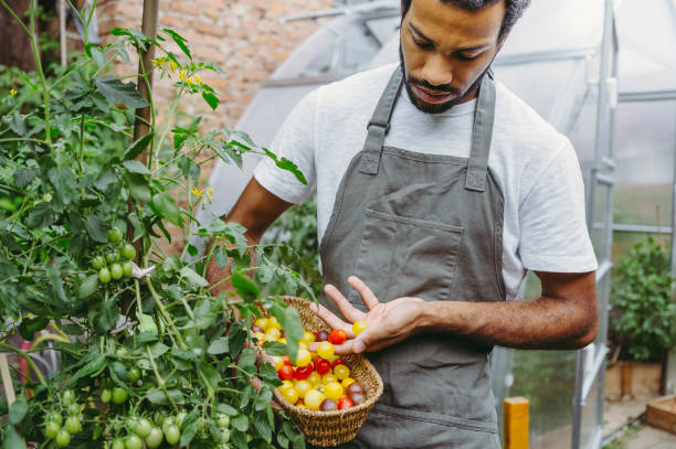 istock Joyful Gardener Harvesting Tomatoes in Greenhouse 2174875018