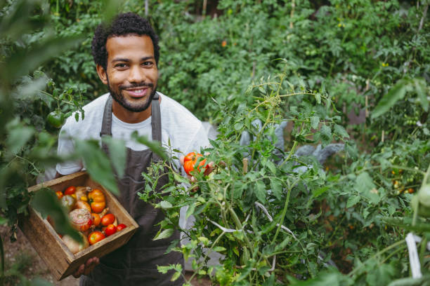 istock Joyful Diverse Gardener Harvesting Tomatoes in Organic Garden 2174875162